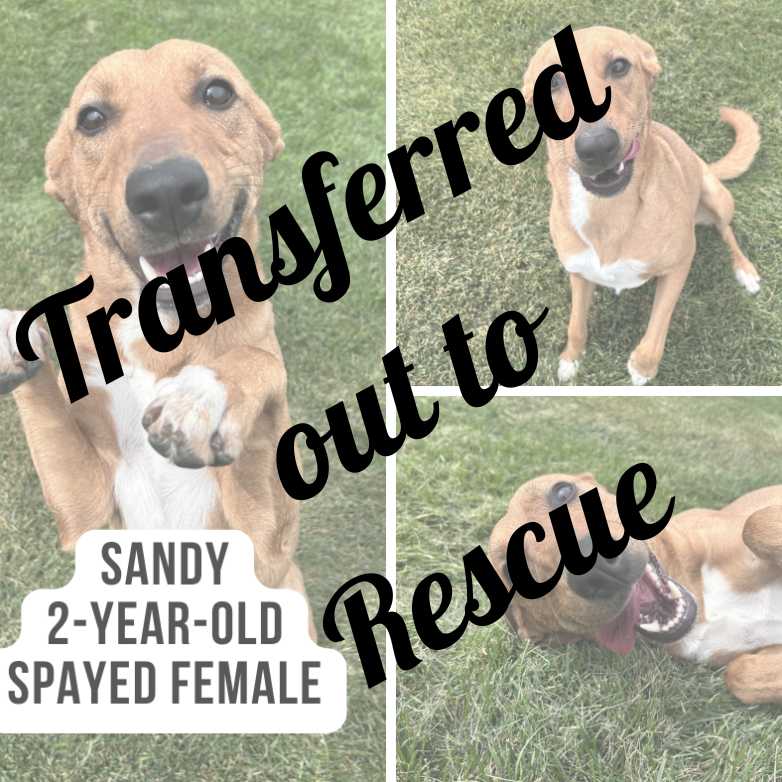 Sandy Rehomed - Copy